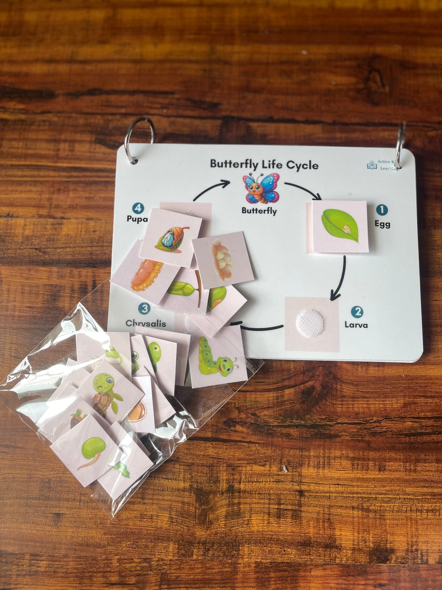 Life Cycle - Mini Binder